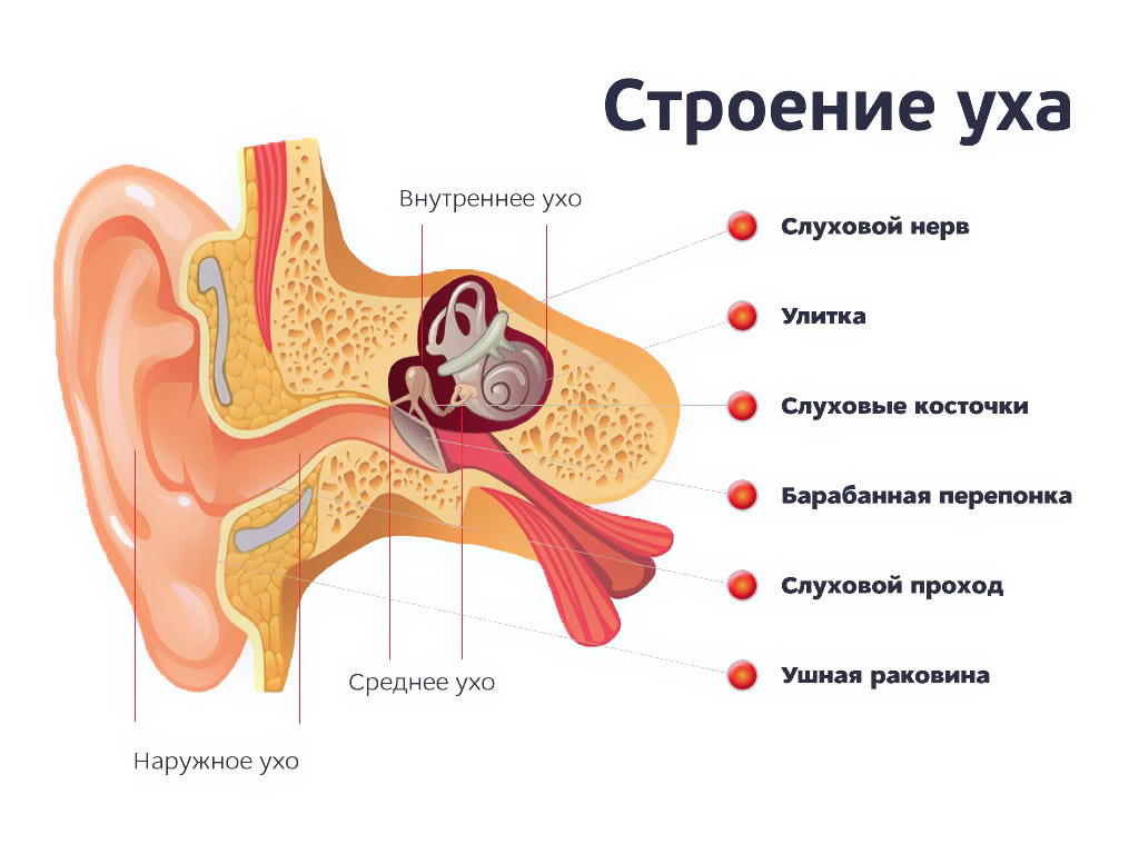 Строение уха